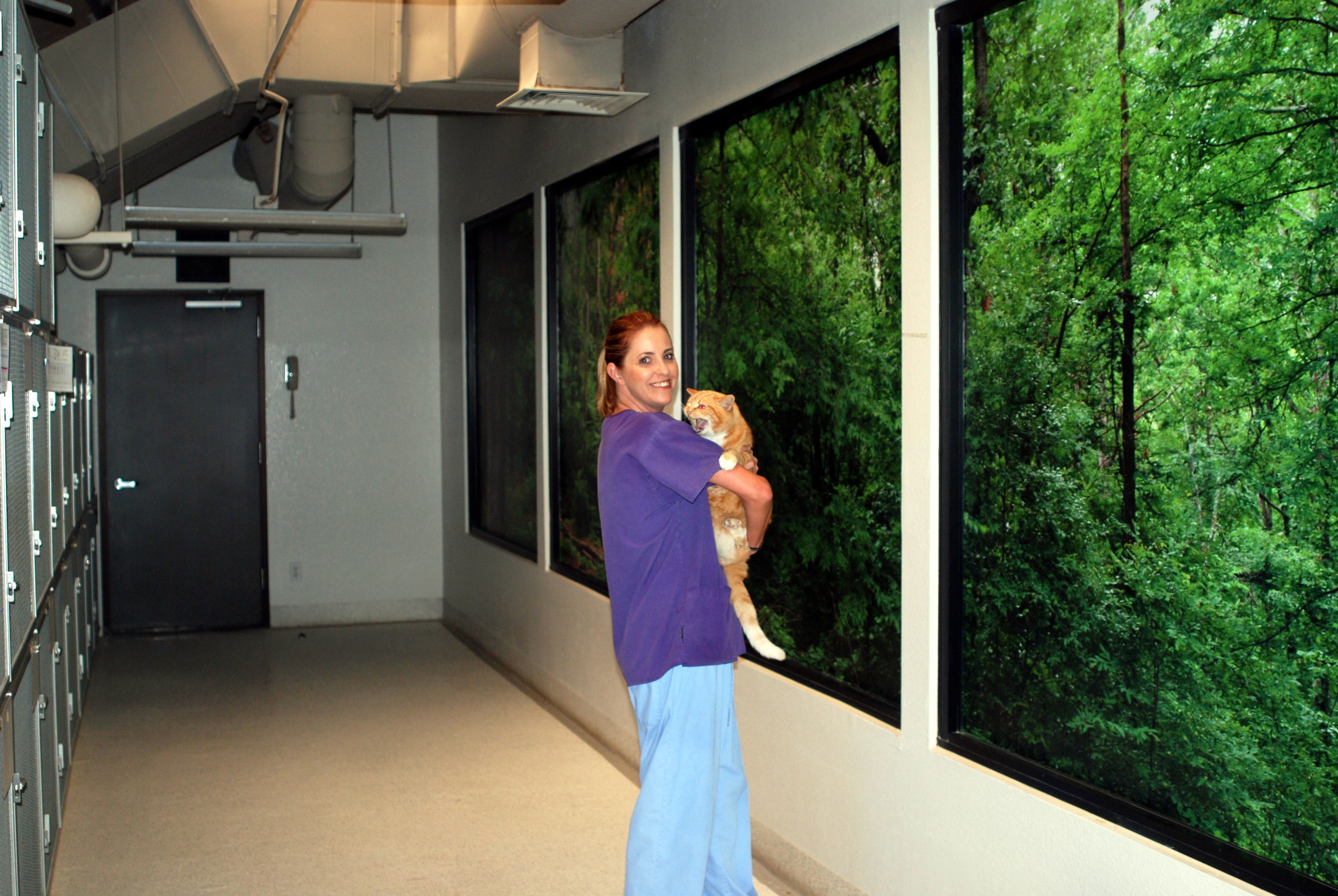 A cat being lovingly cared for at Sunnycrest Animal Care Center